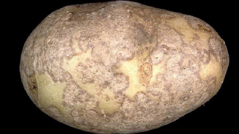 How to deal with scab on potatoes and heal the land