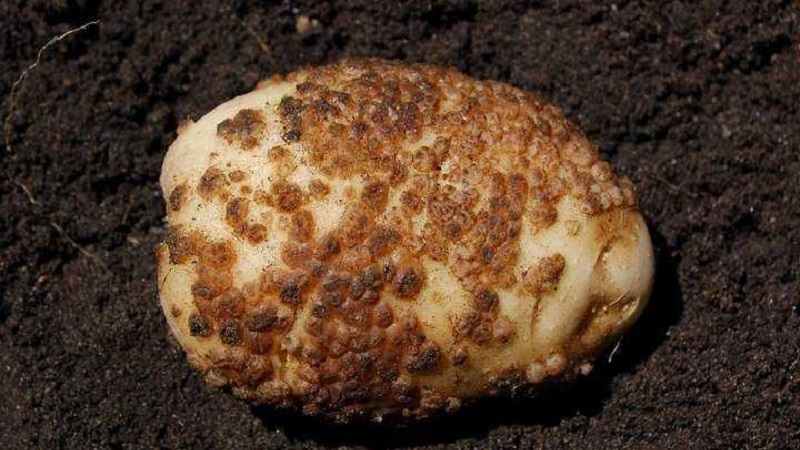How to deal with scab on potatoes and heal the land