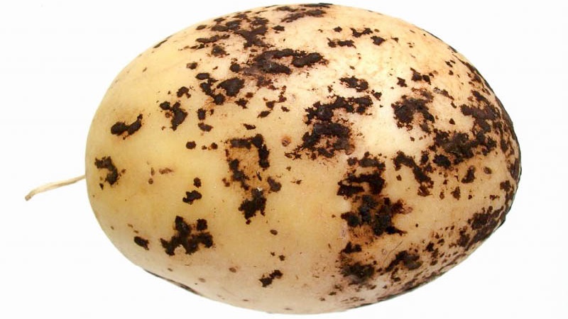 How to deal with scab on potatoes and heal the land