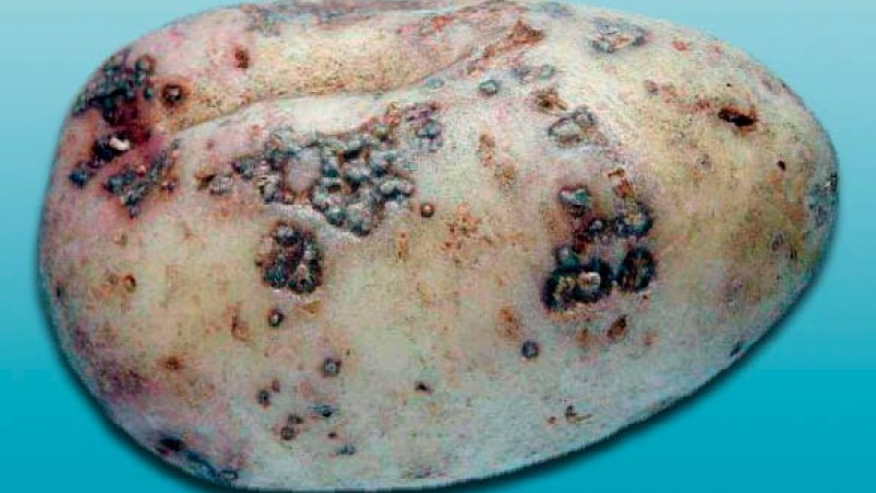 How to deal with scab on potatoes and heal the land