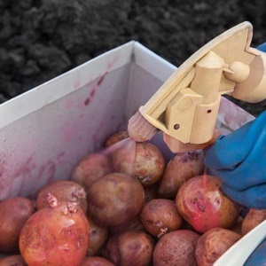 How to deal with scab on potatoes and heal the land