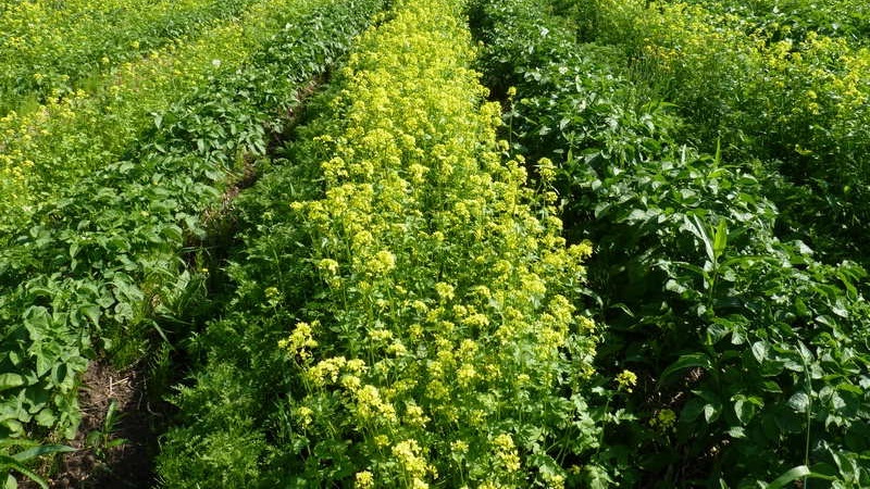 How to deal with scab on potatoes and heal the land