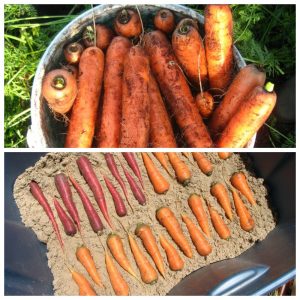 Best ways to store carrots after harvest until spring