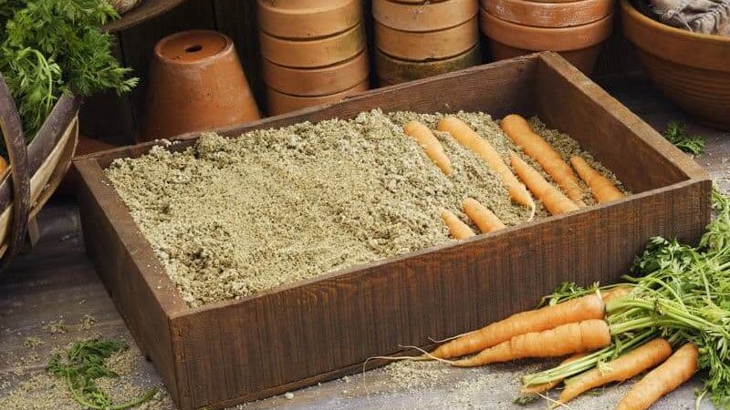 Best ways to store carrots after harvest until spring