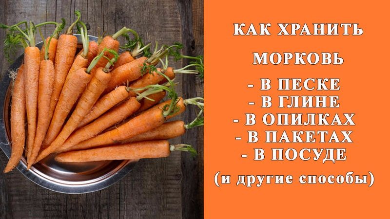 Best ways to store carrots after harvest until spring