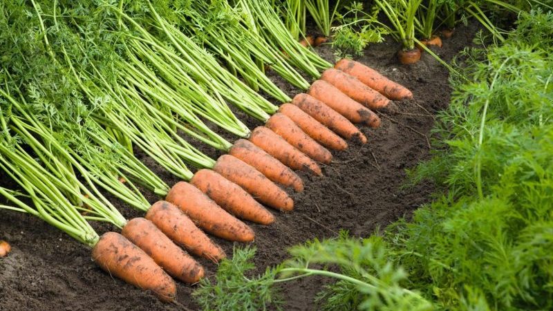 Best ways to store carrots after harvest until spring