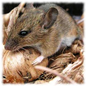 How to get rid of mice and rats that gnaw potatoes in the cellar
