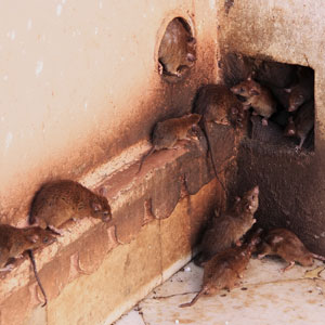 How to get rid of mice and rats that gnaw potatoes in the cellar