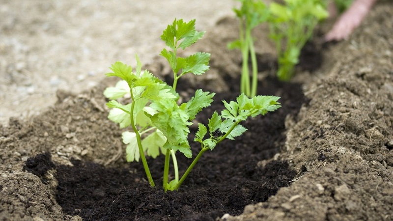 How, when and how to feed parsley for growth: advice for novice gardeners