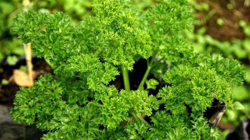 How, when and how to feed parsley for growth: advice for novice gardeners
