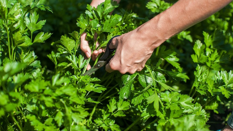 How, when and how to feed parsley for growth: advice for novice gardeners