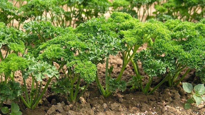 How, when and how to feed parsley for growth: advice for novice gardeners