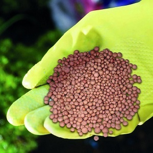 Rules and schemes for planting onion heads in spring