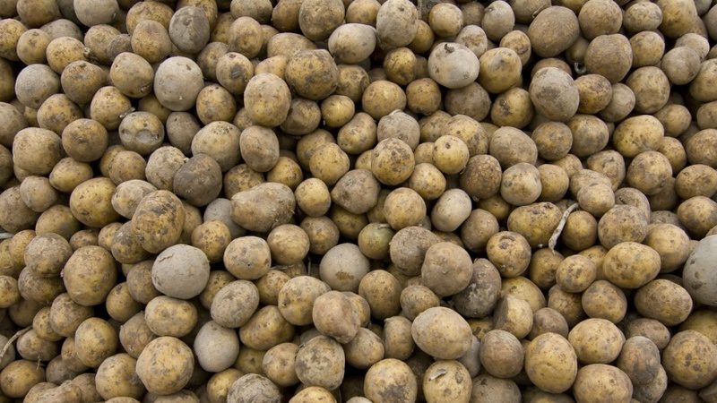 How to distinguish fodder potatoes from table varieties and what are its features