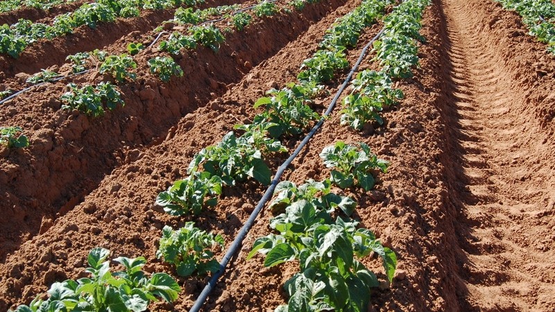 How to distinguish fodder potatoes from table varieties and what are its features