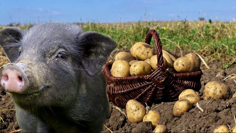 How to distinguish fodder potatoes from table varieties and what are its features