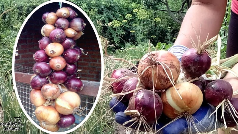 How to store onions correctly: at what temperature and in what conditions