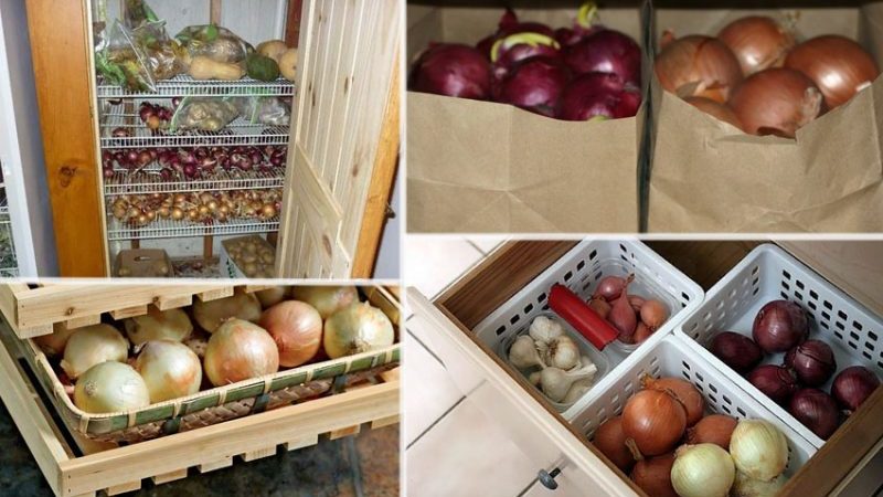 How to store onions correctly: at what temperature and in what conditions