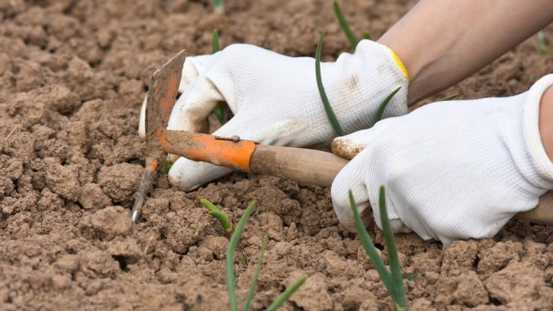 How to plant onions correctly and to what depth for the winter
