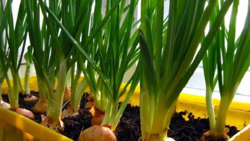 How to Grow Green Onions on a Windowsill: A Step-by-Step Guide for Beginners
