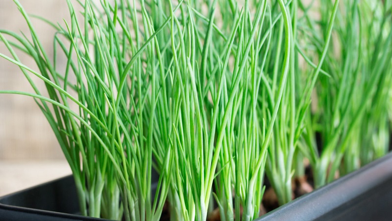 How to Grow Green Onions on a Windowsill: A Step-by-Step Guide for Beginners