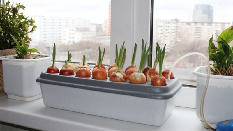 How to Grow Green Onions on a Windowsill: A Step-by-Step Guide for Beginners