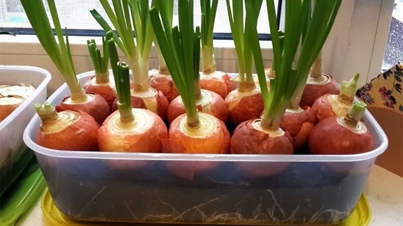 How to Grow Green Onions on a Windowsill: A Step-by-Step Guide for Beginners