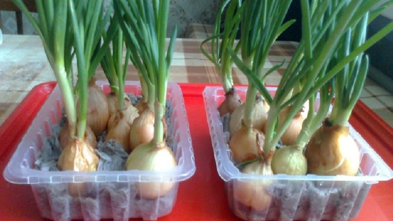 How to Grow Green Onions on a Windowsill: A Step-by-Step Guide for Beginners