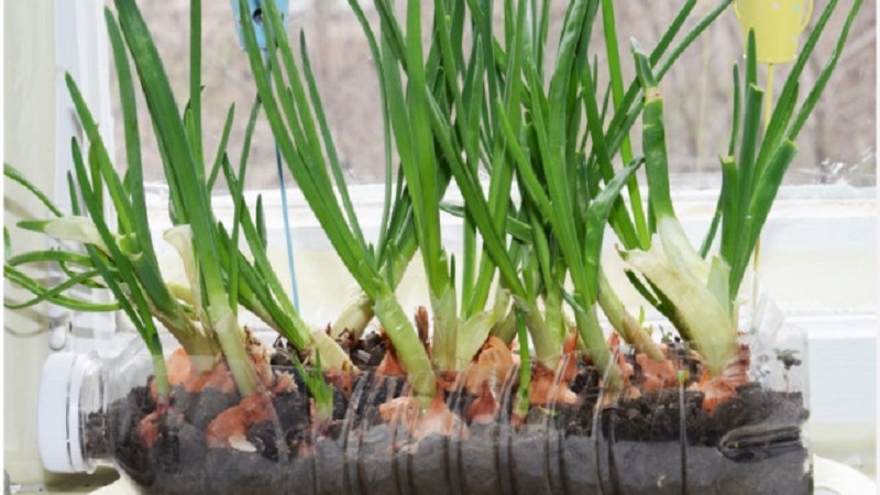 How to Grow Green Onions on a Windowsill: A Step-by-Step Guide for Beginners