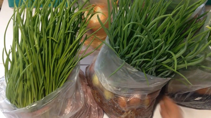 How to Grow Green Onions on a Windowsill: A Step-by-Step Guide for Beginners