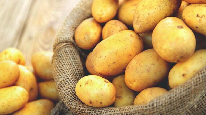 How is potato allergy manifested in children and adults