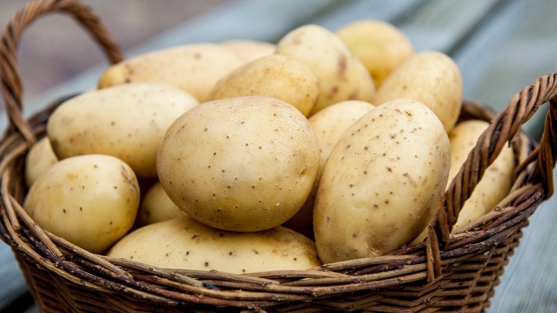 How is potato allergy manifested in children and adults
