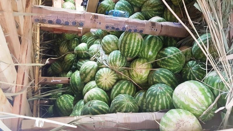How to keep a watermelon in the cellar until the new year - 7 best ways
