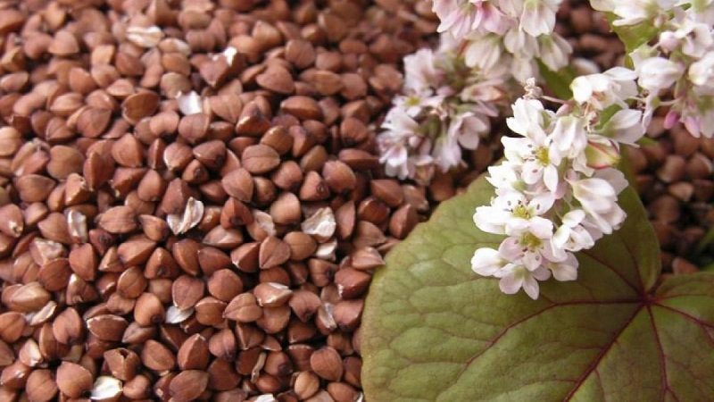 In which countries buckwheat is grown and like to eat, and also where the best buckwheat grows