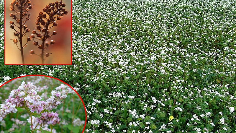 What is buckwheat and what kind does it look like when it grows in the field