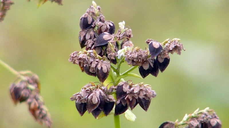 Buckwheat cultivation technology from sowing to harvest