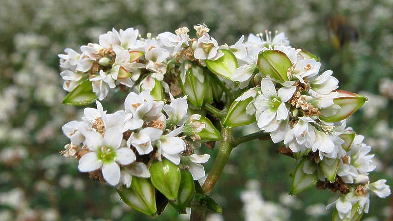 What is buckwheat and what kind does it look like when it grows in the field