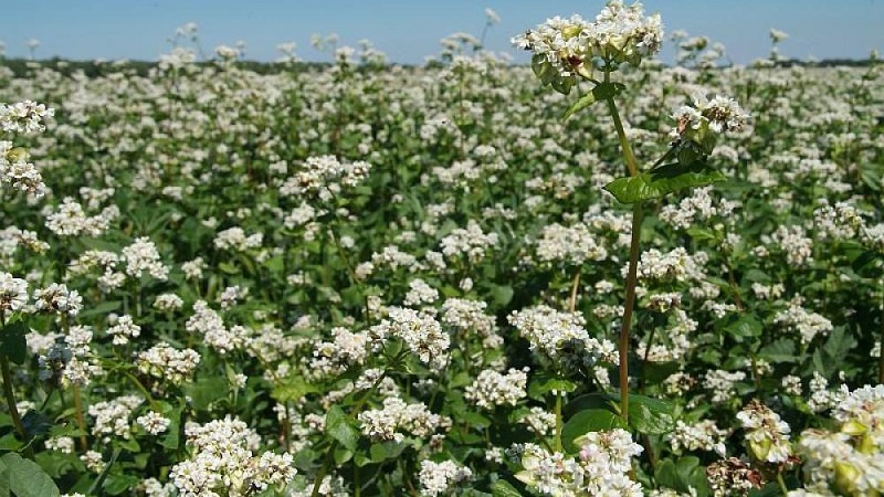 Buckwheat cultivation technology from sowing to harvest
