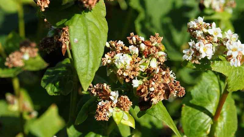 Buckwheat cultivation technology from sowing to harvest