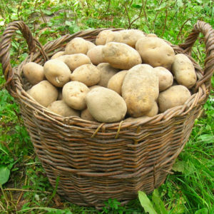 Step-by-step recommendations: how to grow potatoes from A to Z