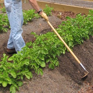 Step-by-step recommendations: how to grow potatoes from A to Z