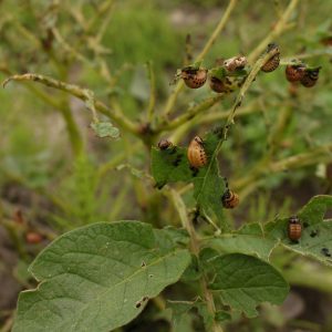 Step-by-step recommendations: how to grow potatoes from A to Z