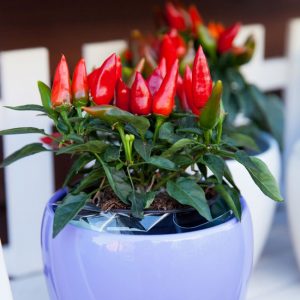 How to grow peppers in pots: photos, cultivation technology and tips