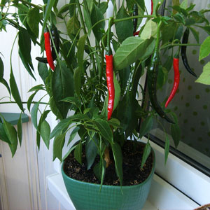 How to grow peppers in pots: photos, cultivation technology and tips