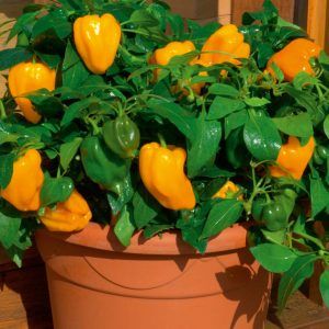 How to grow peppers in pots: photos, cultivation technology and tips