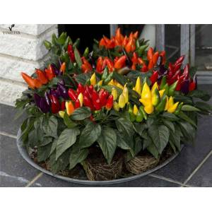 How to grow peppers in pots: photos, cultivation technology and tips