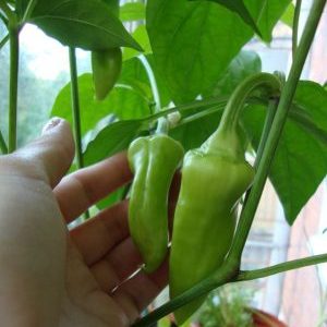 How to grow peppers in pots: photos, cultivation technology and tips