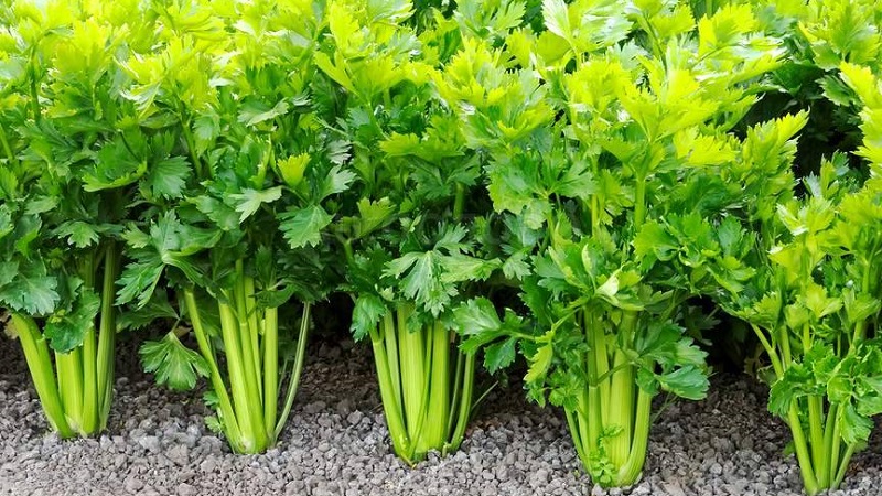 Step-by-step instructions: how to grow celery from seeds at home for seedlings