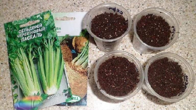 Step-by-step instructions: how to grow celery from seeds at home for seedlings