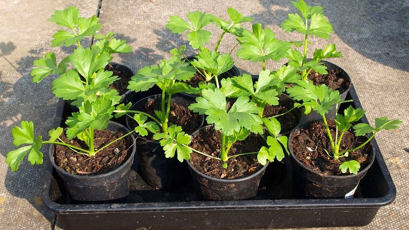 Step-by-step instructions: how to grow celery from seeds at home for seedlings